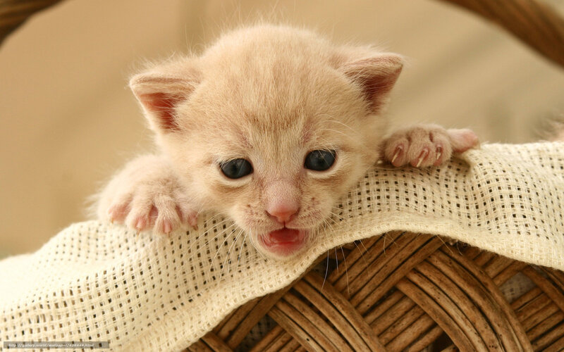 cute kitten in basket