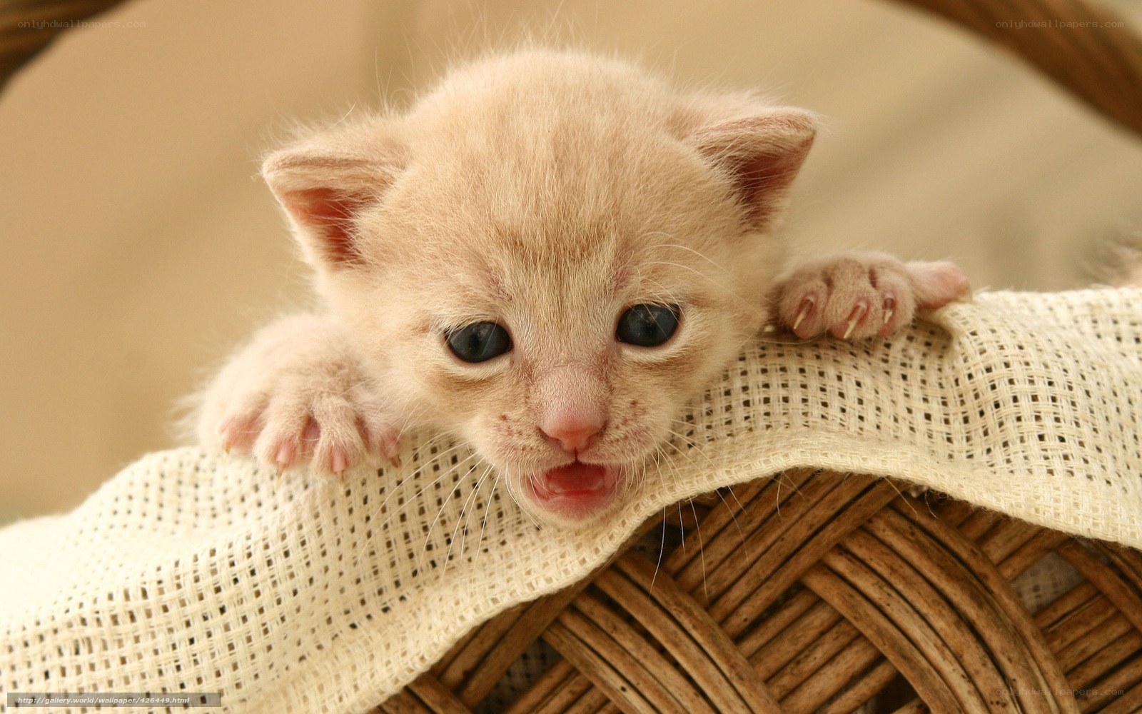 cute kitten in basket