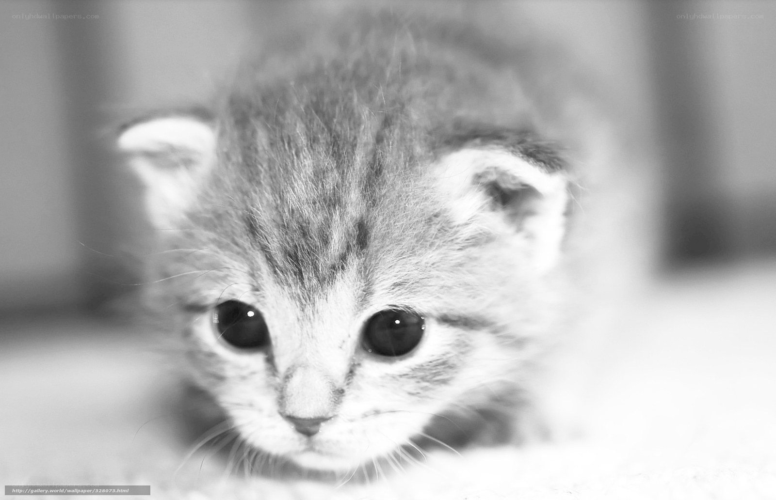 cute kitten in black and white