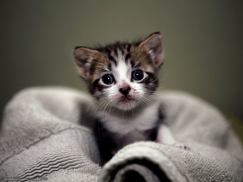 cute kitten in blanket