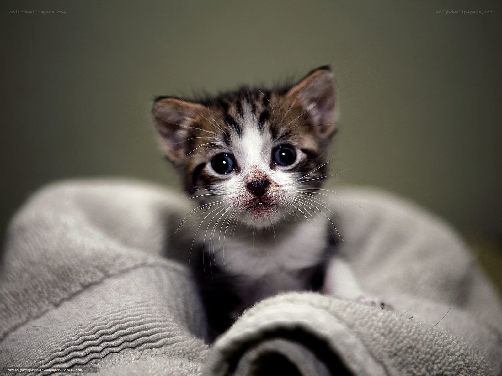cute kitten in blanket