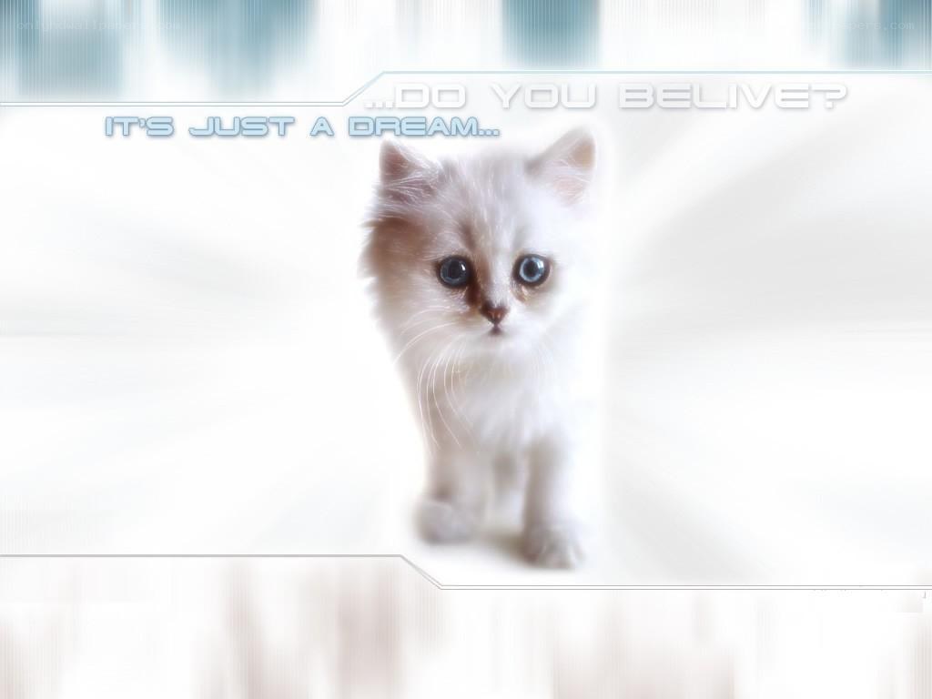 cute kitten in dreamy light
