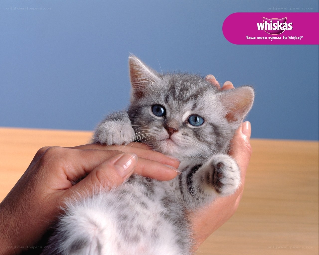 Cute kitten in hands
