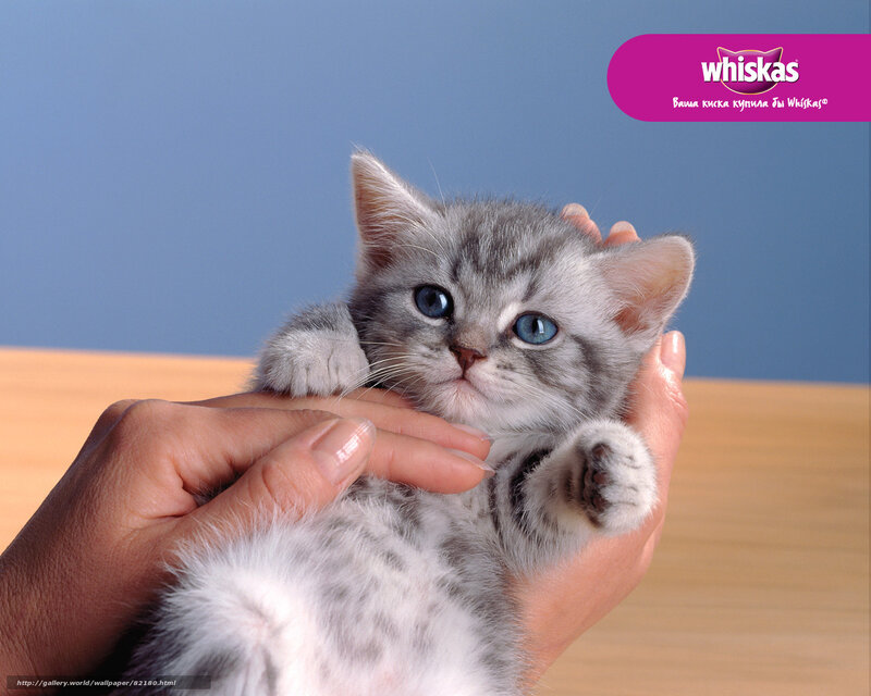 Cute kitten in hands