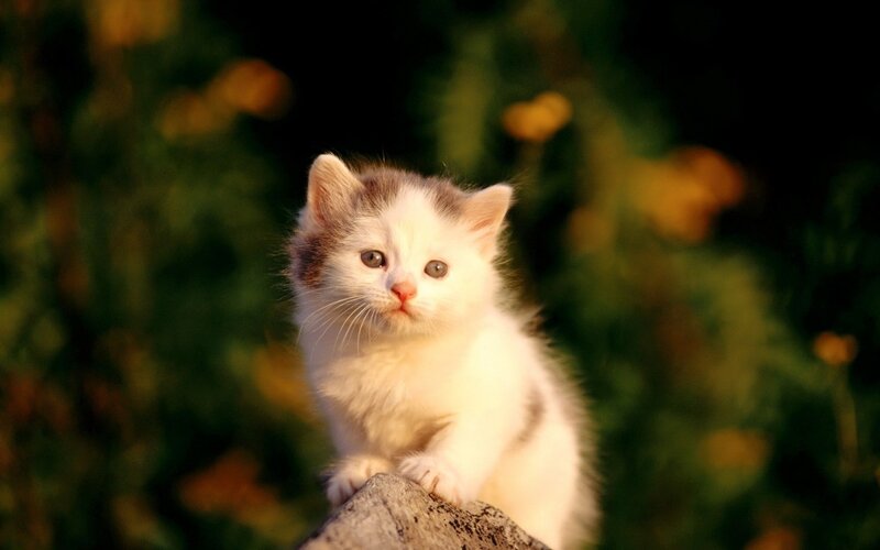 cute kitten in sunlight