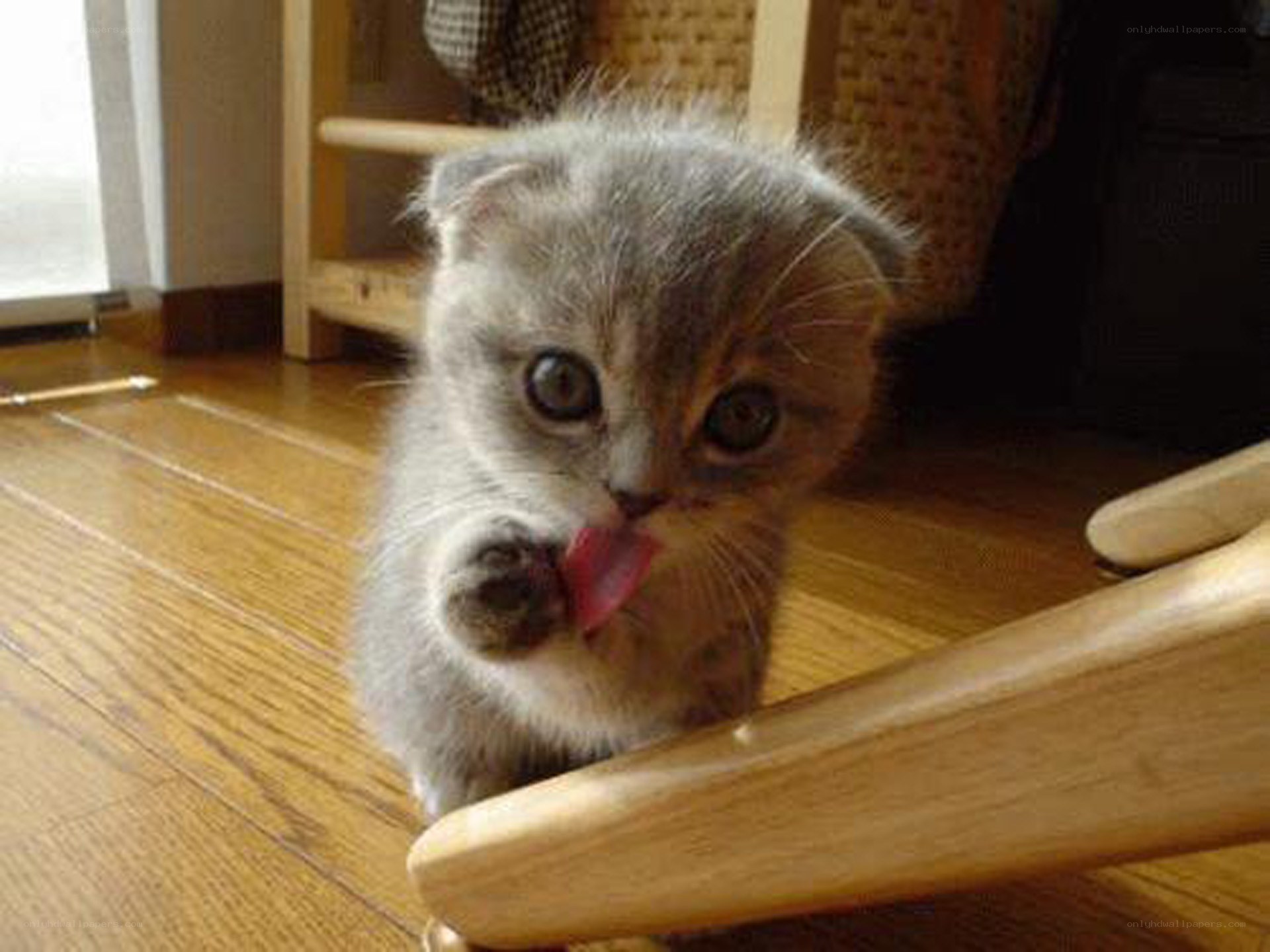 cute kitten licking paw