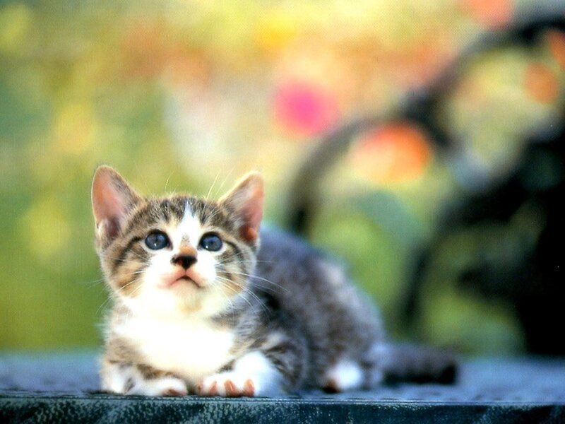 cute kitten looking up