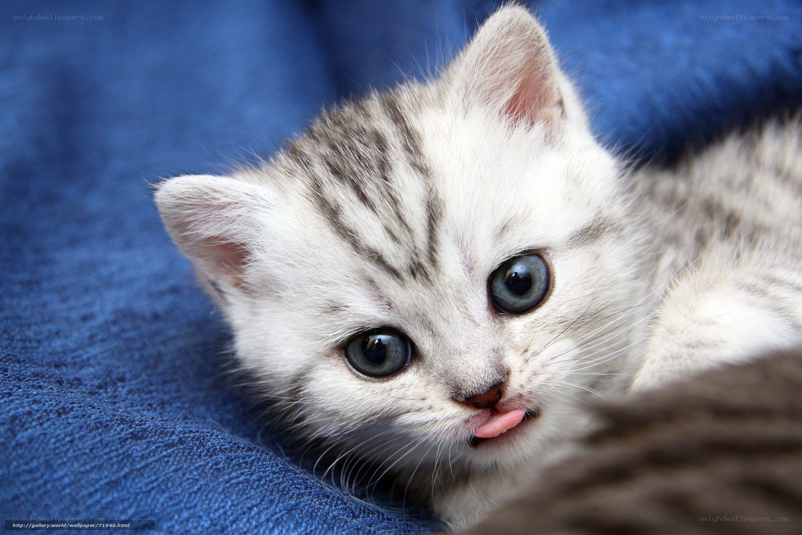 cute kitten on blue blanket
