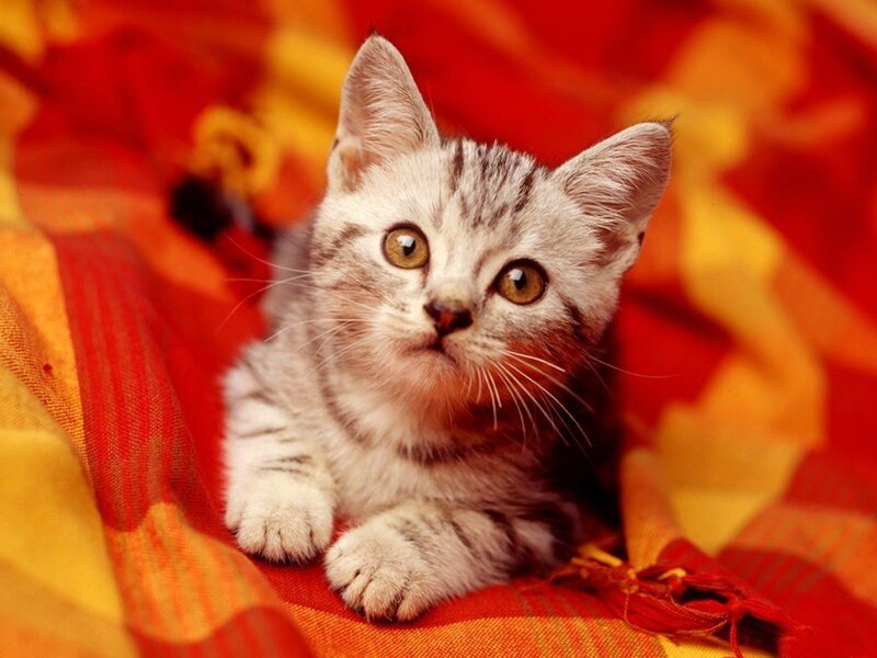 Cute kitten on colorful blanket