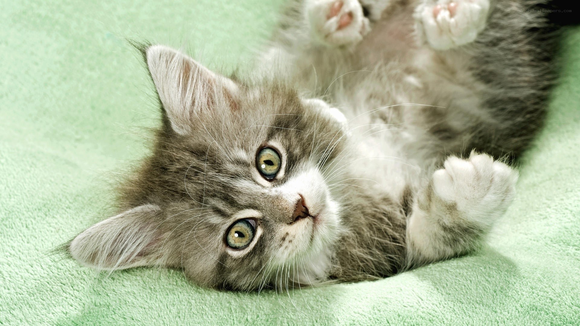 Cute kitten on green blanket