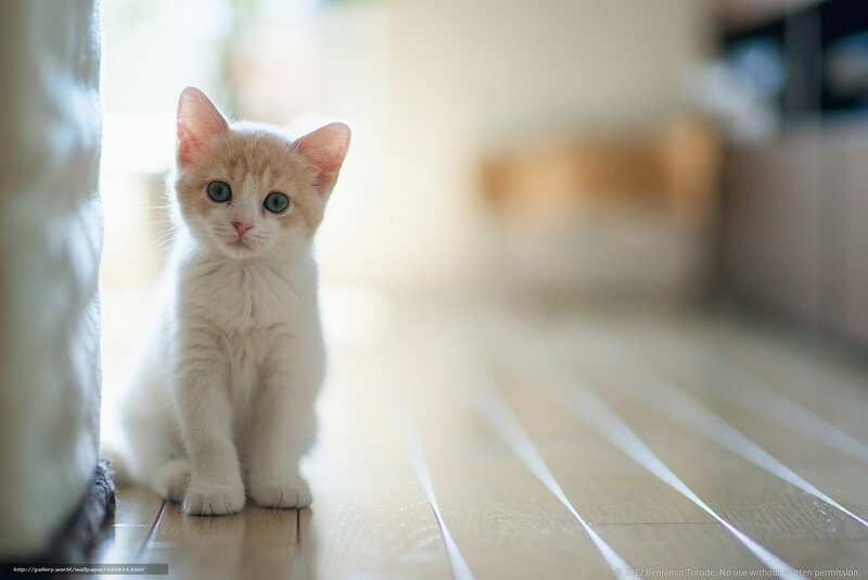 Cute kitten on wooden floor