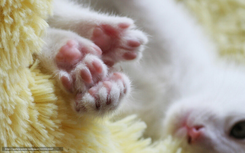 cute kitten paws