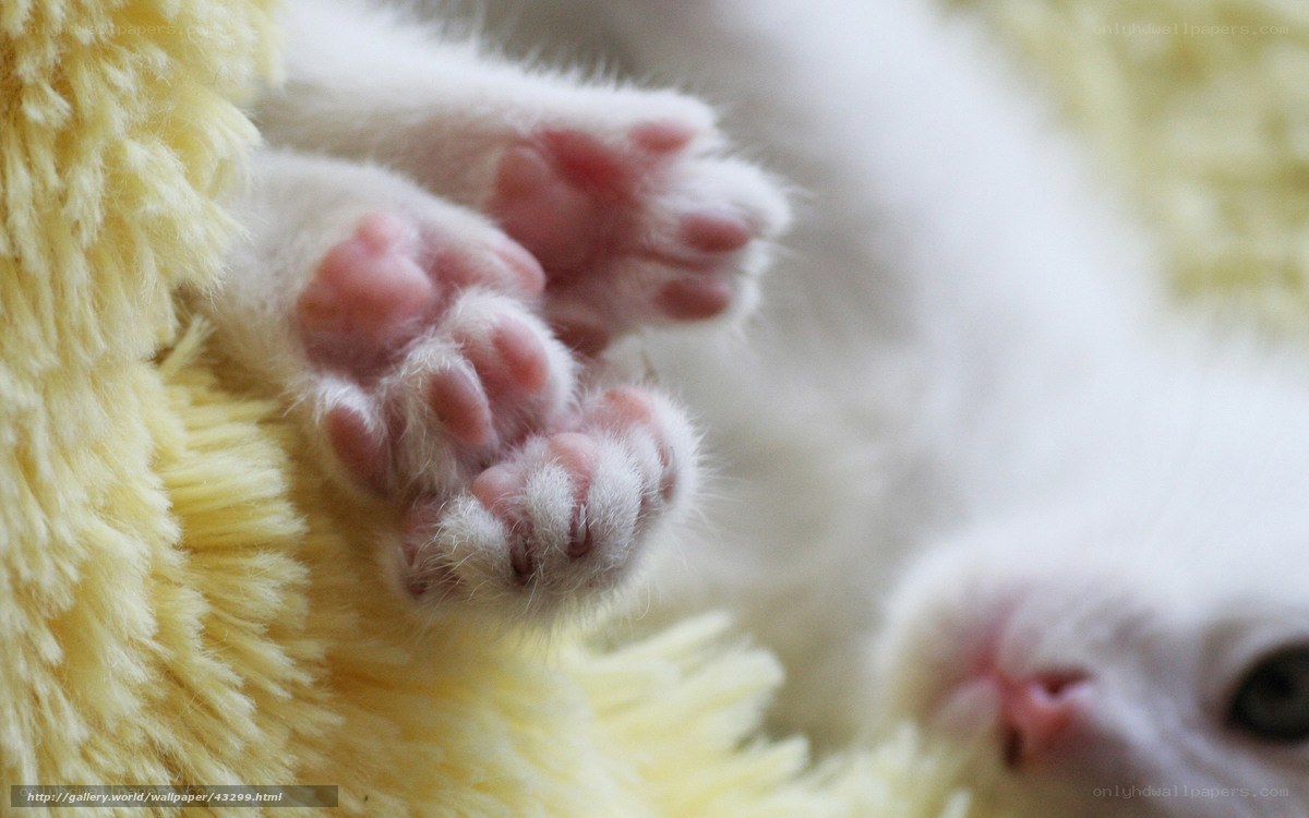 cute kitten paws
