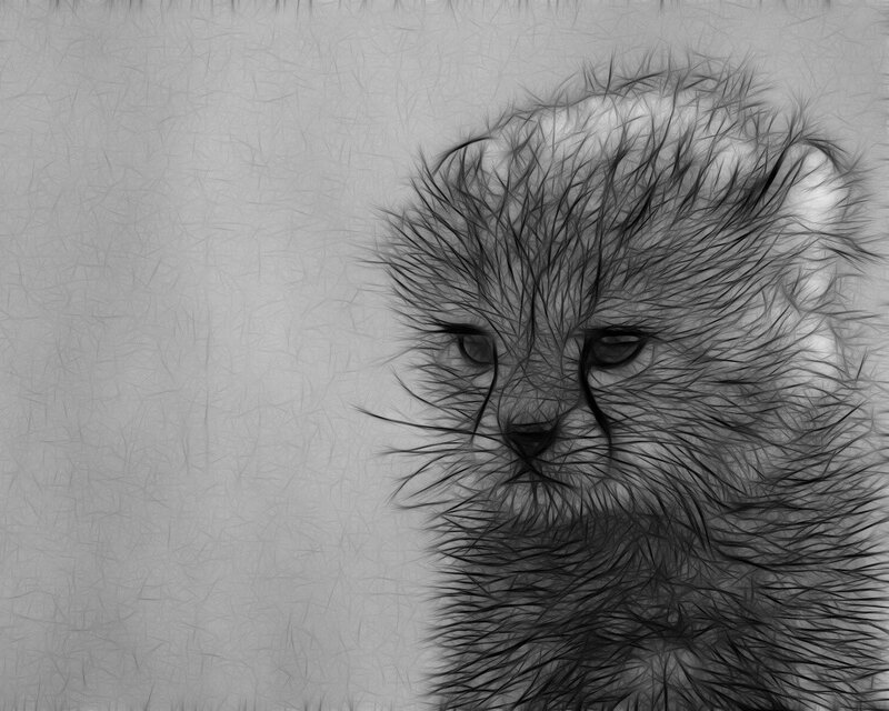 cute kitten portrait