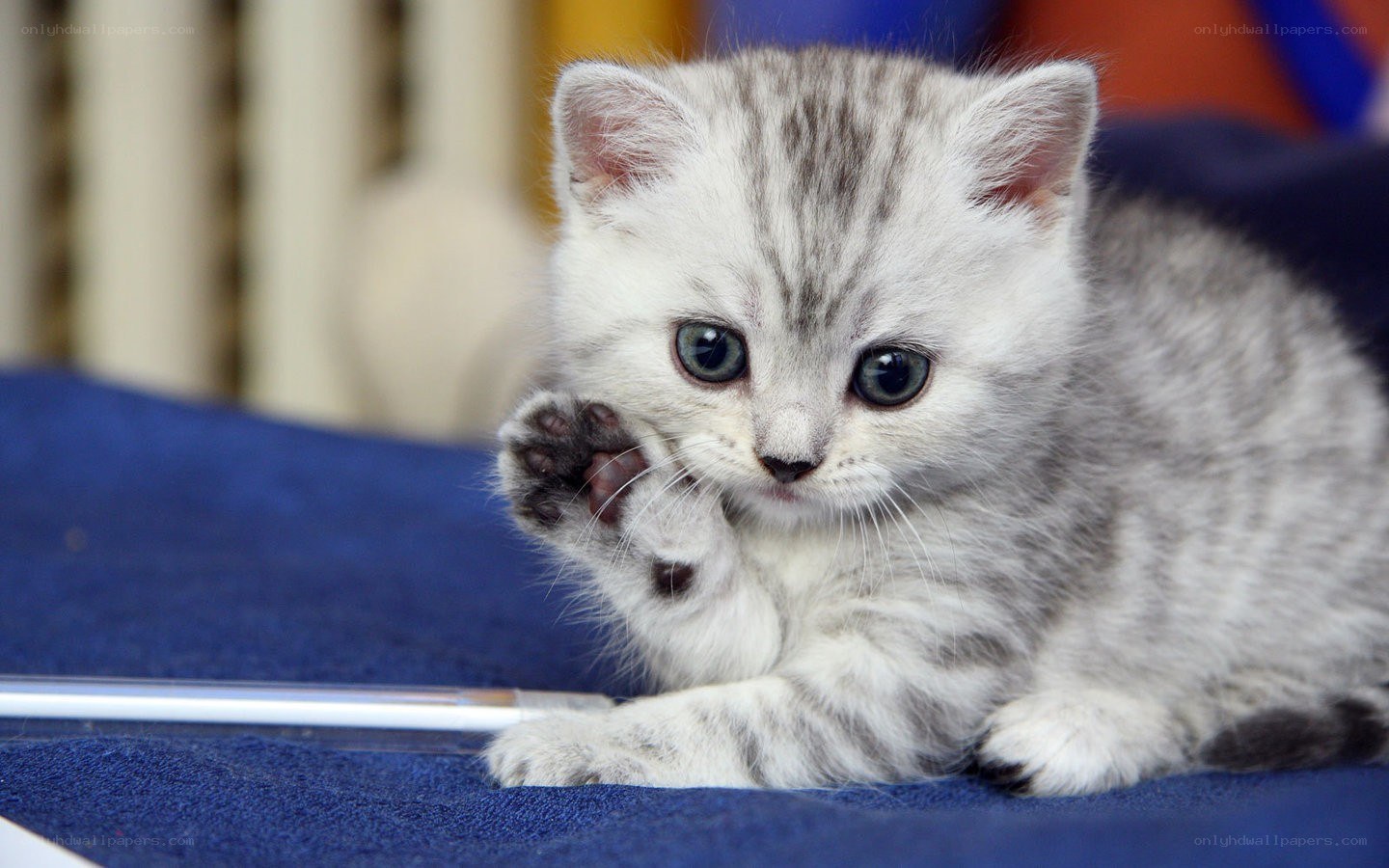 cute kitten waving paw