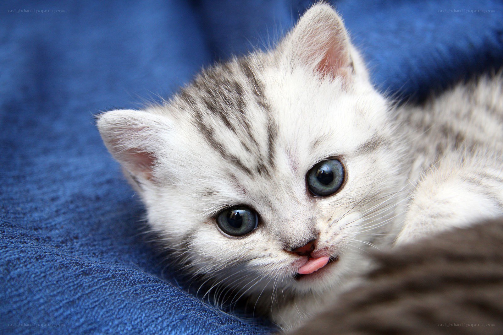 cute kitten with blue eyes