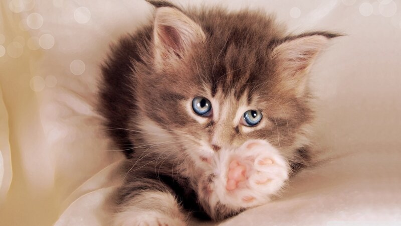 cute kitten with blue eyes