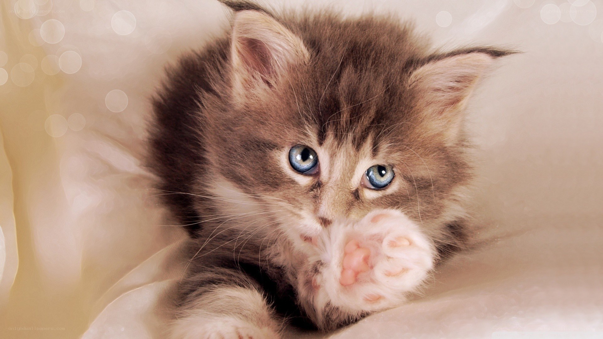 cute kitten with blue eyes