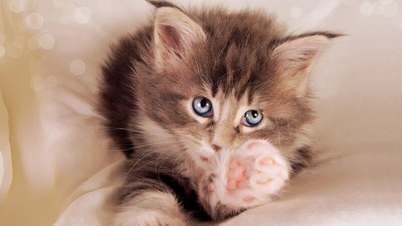 cute kitten with blue eyes