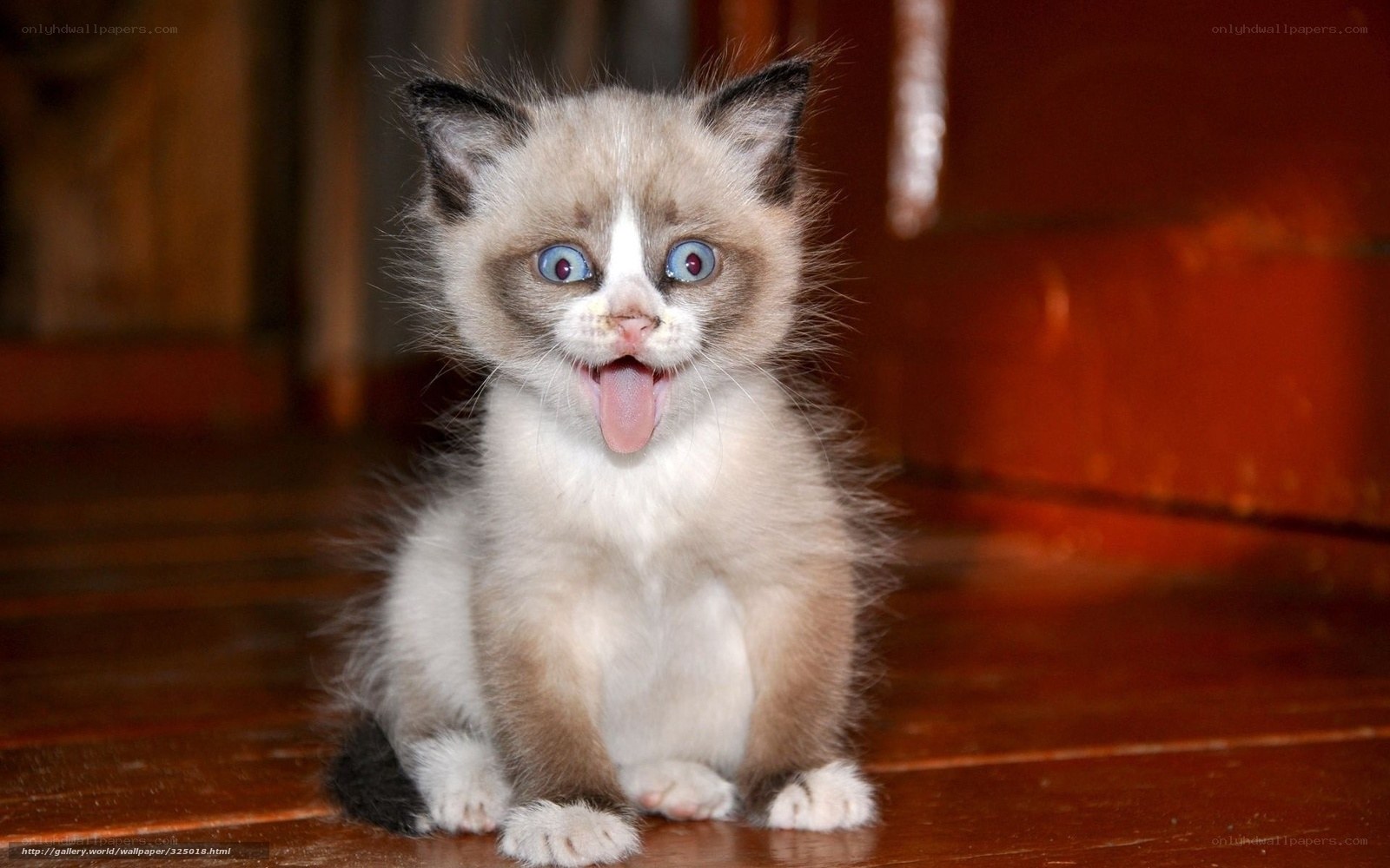 cute kitten with blue eyes