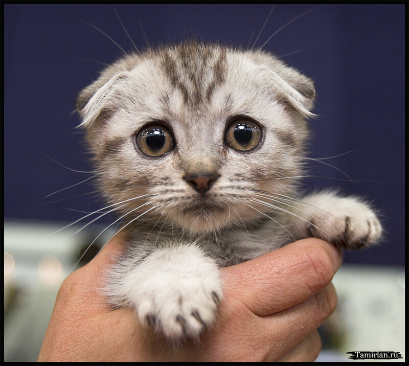 cute kitten with folded ears