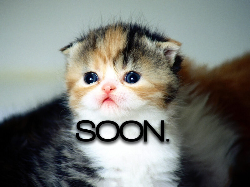 cute kitten with 'soon' text