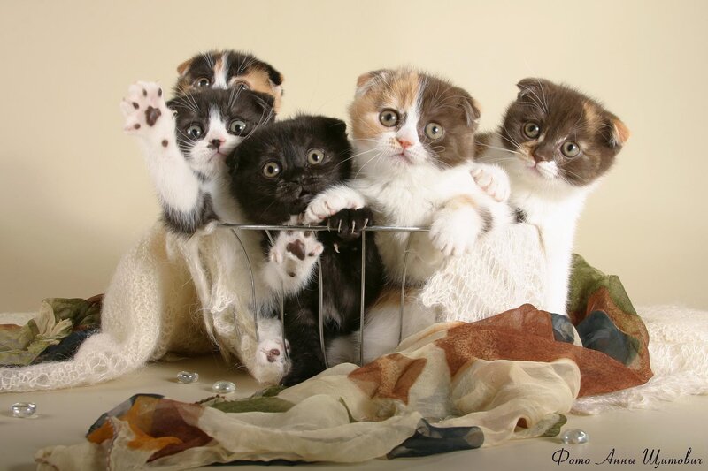 Cute kittens in a basket