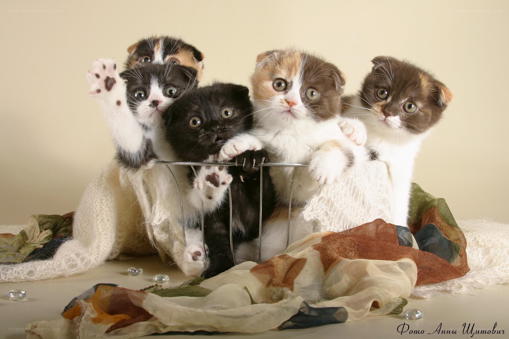 Cute kittens in a basket