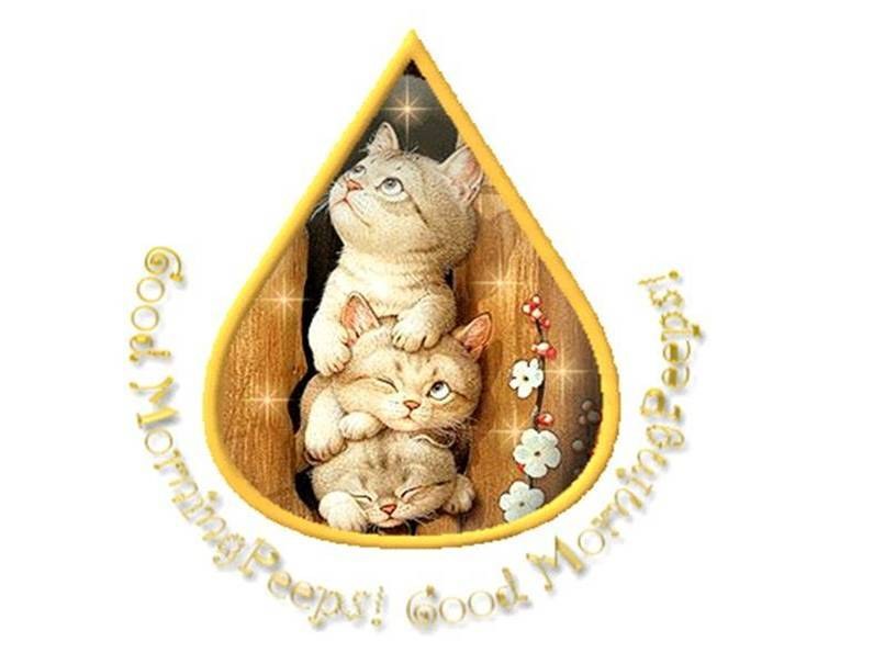 cute kittens in a teardrop