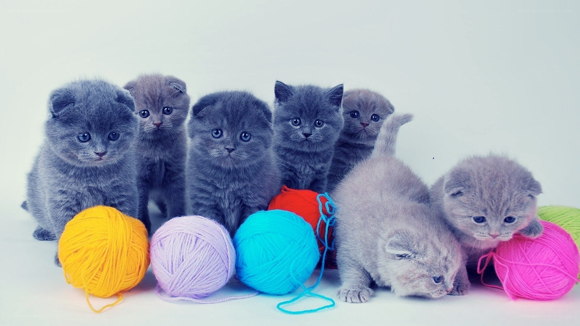 cute kittens with yarn balls