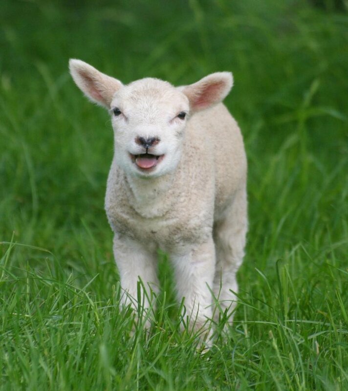 cute lamb in grass