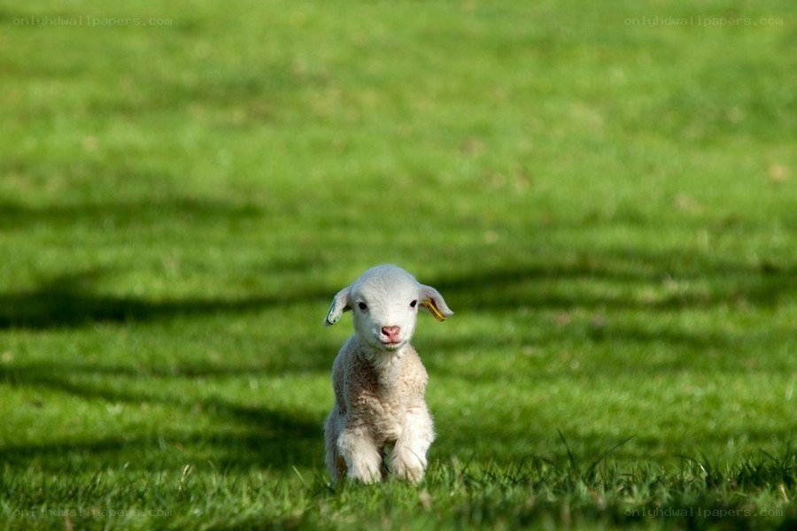 cute lamb in green field