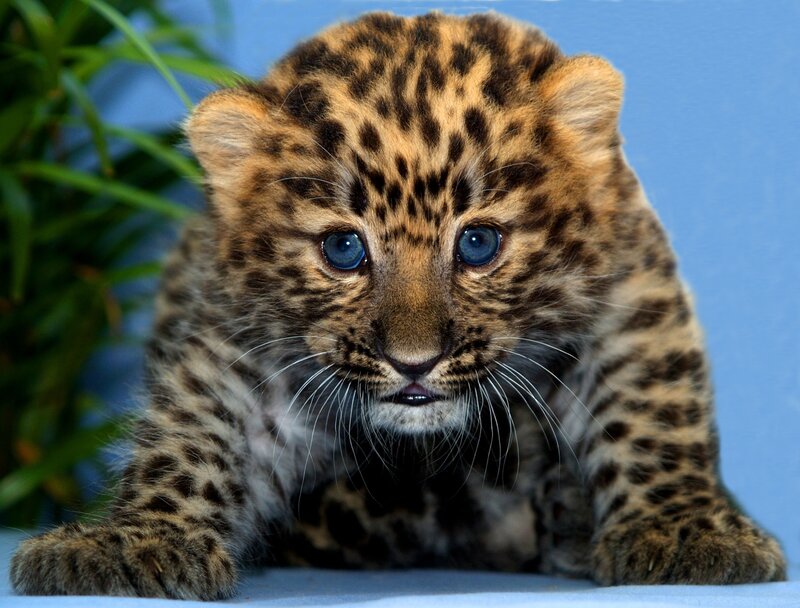 cute leopard cub