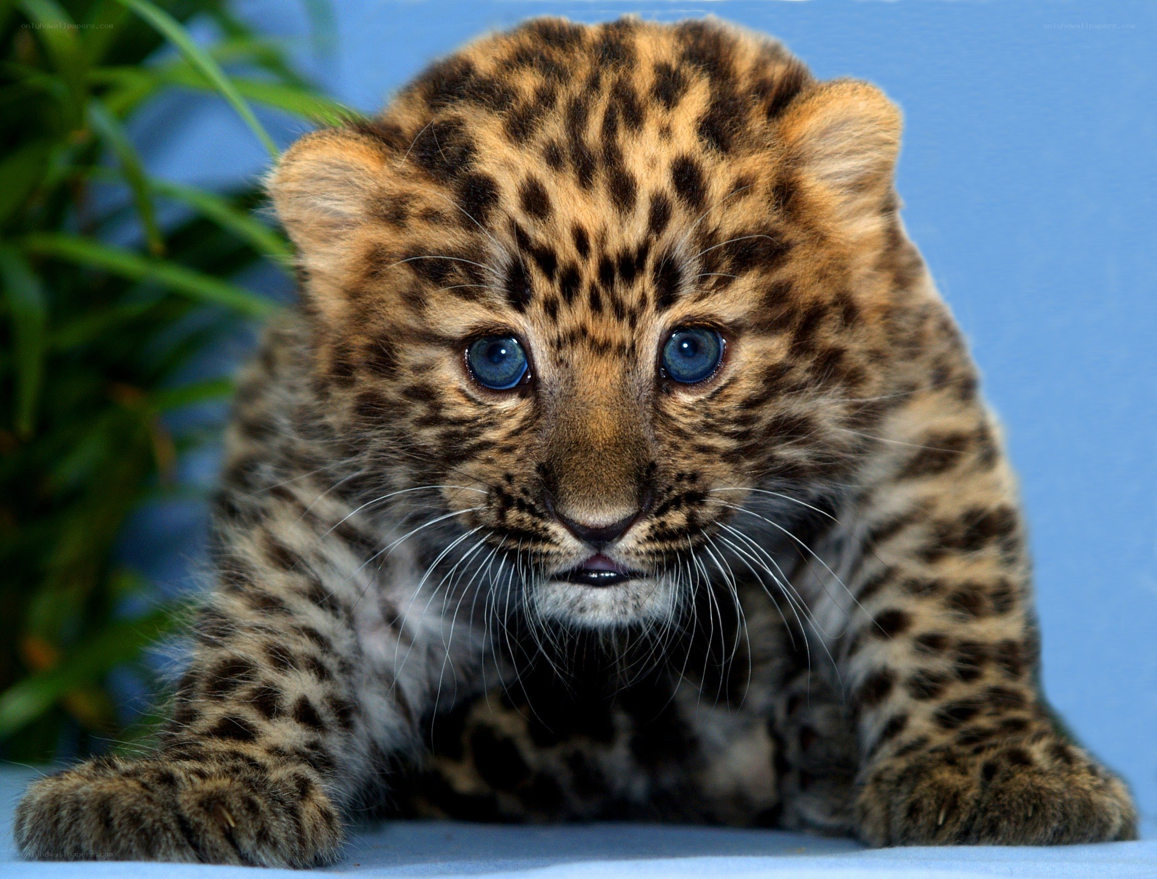 cute leopard cub