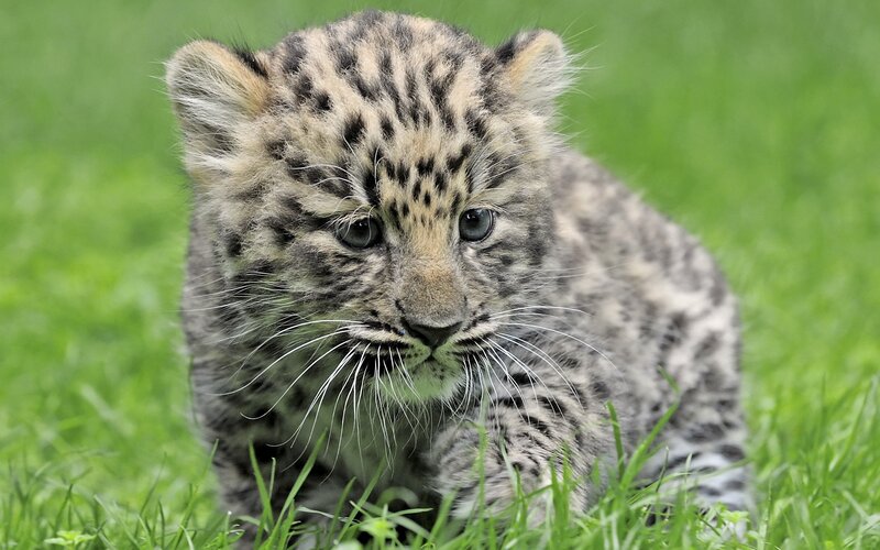 cute leopard cub in grass