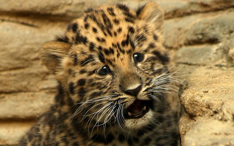 cute leopard cub