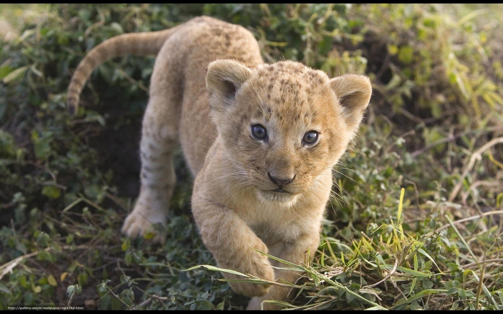 cute lion cub in grass