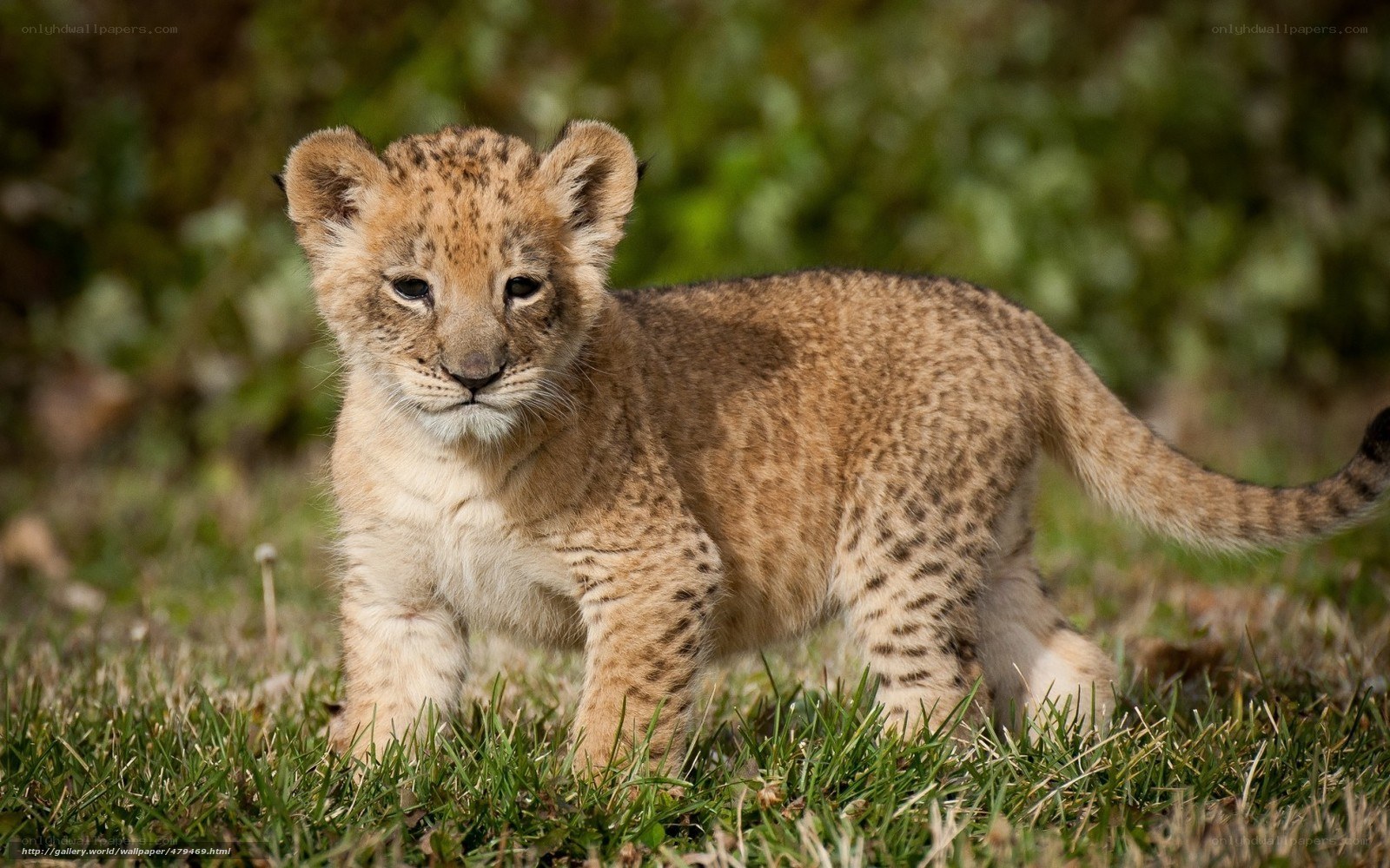 cute lion cub in grass