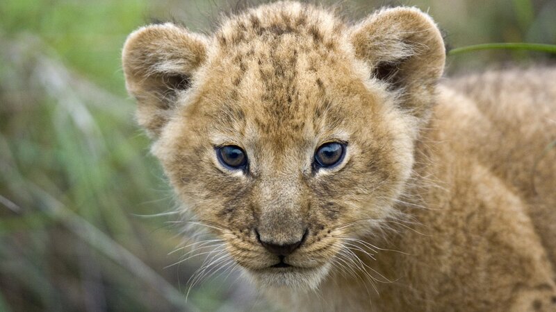 cute lion cub in grass