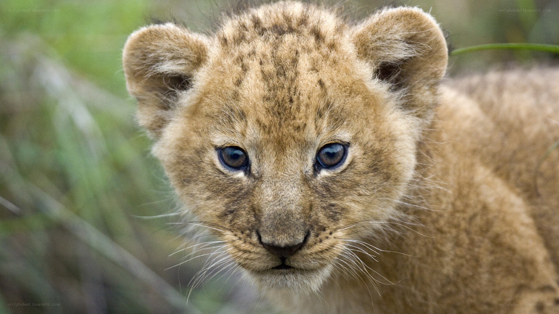 cute lion cub in grass