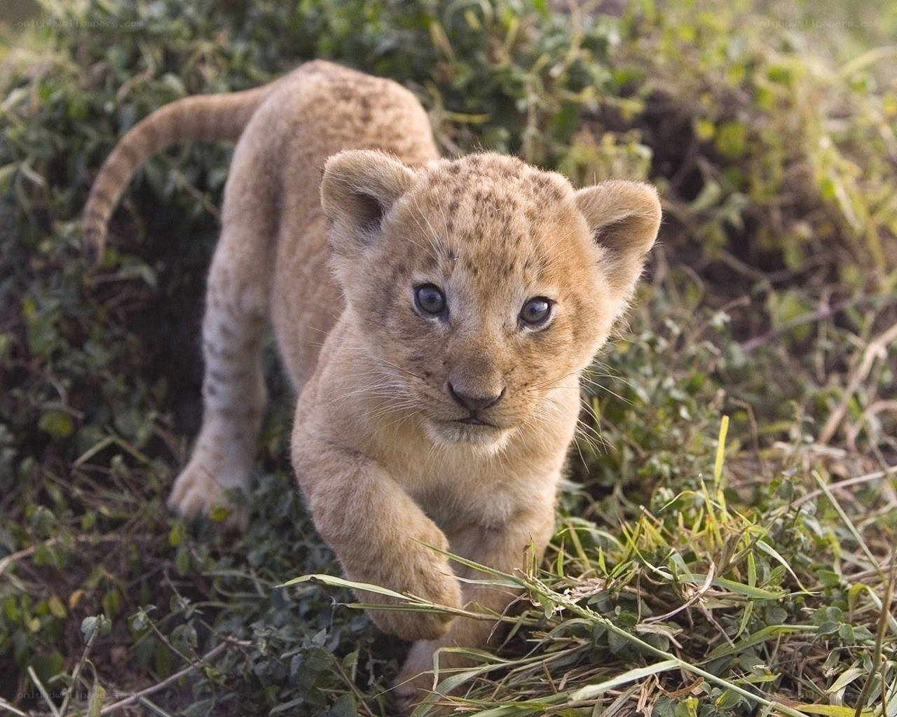 cute lion cub in grass