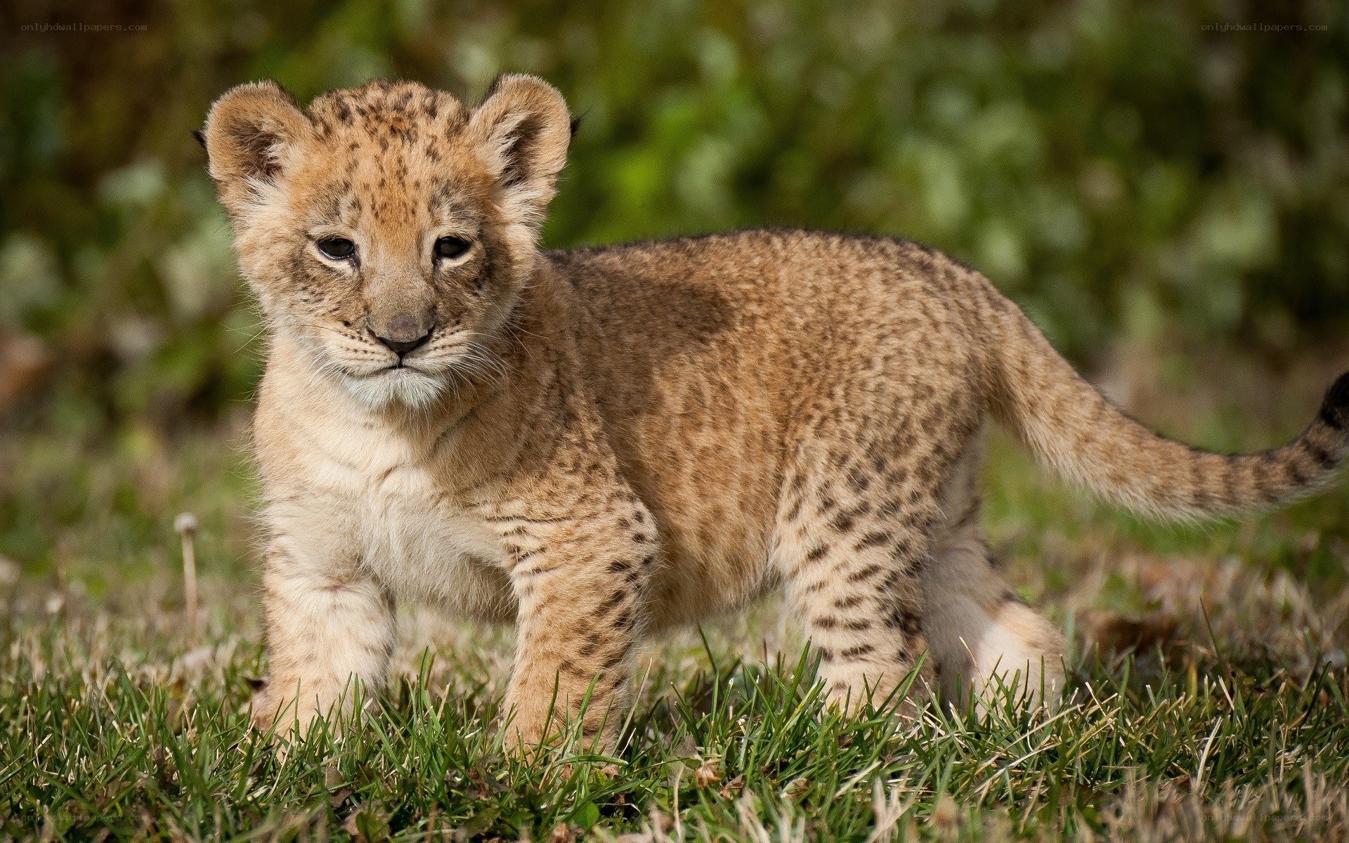 cute lion cub in grass