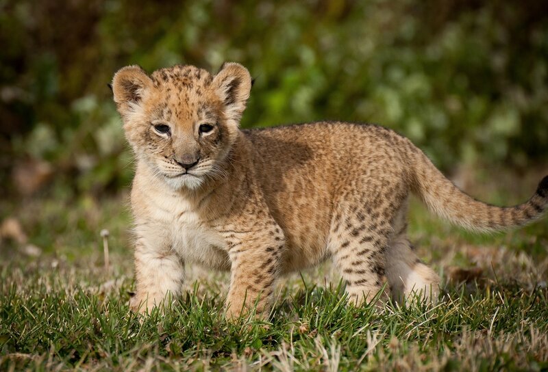 Cute lion cub in grass