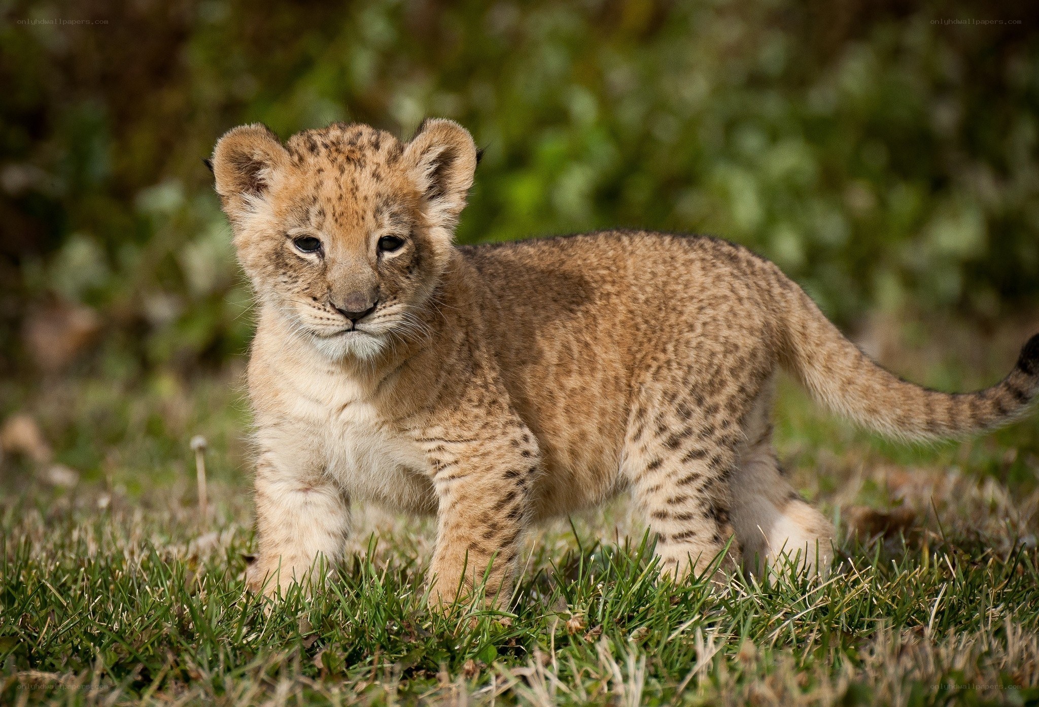 Cute lion cub in grass