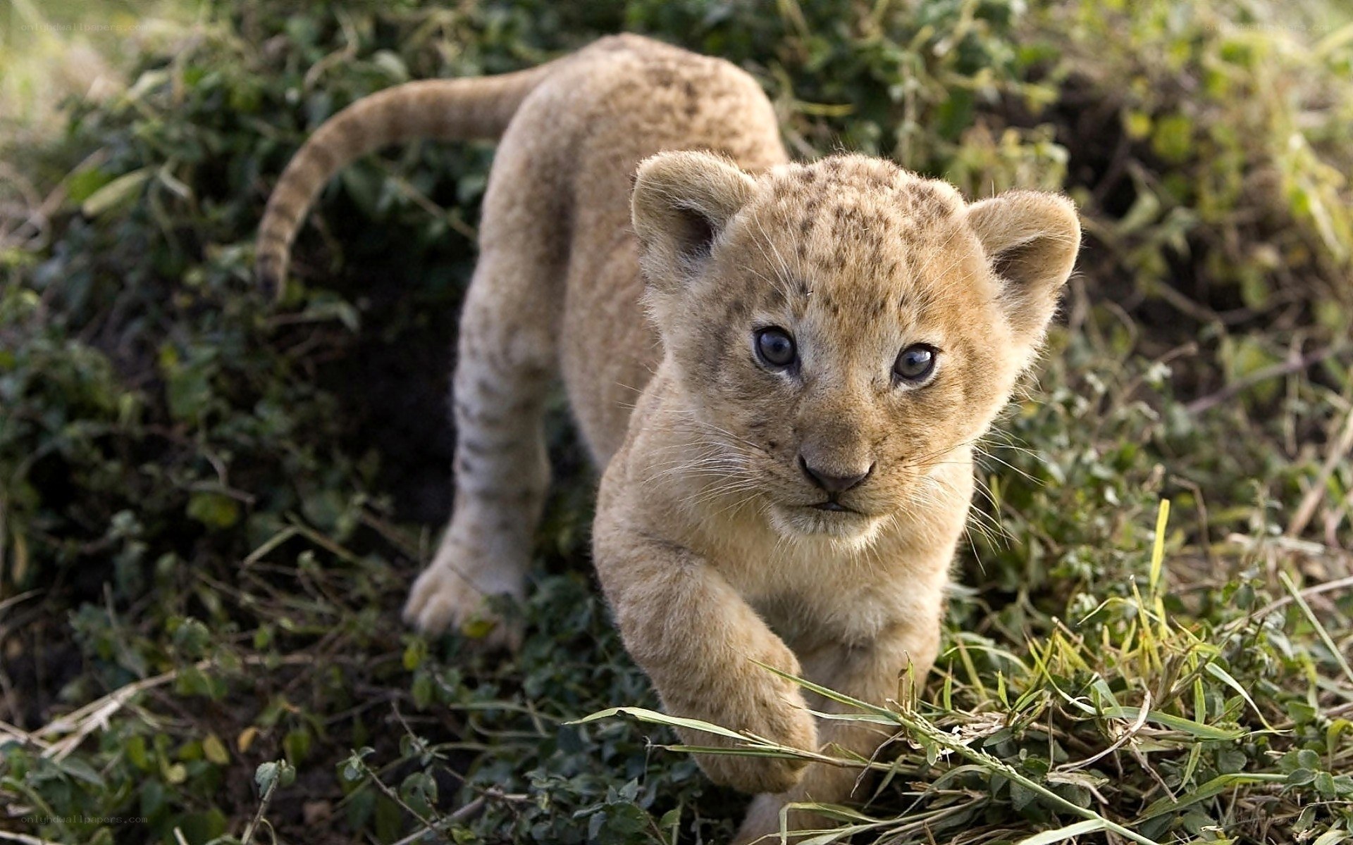 cute lion cub in grass