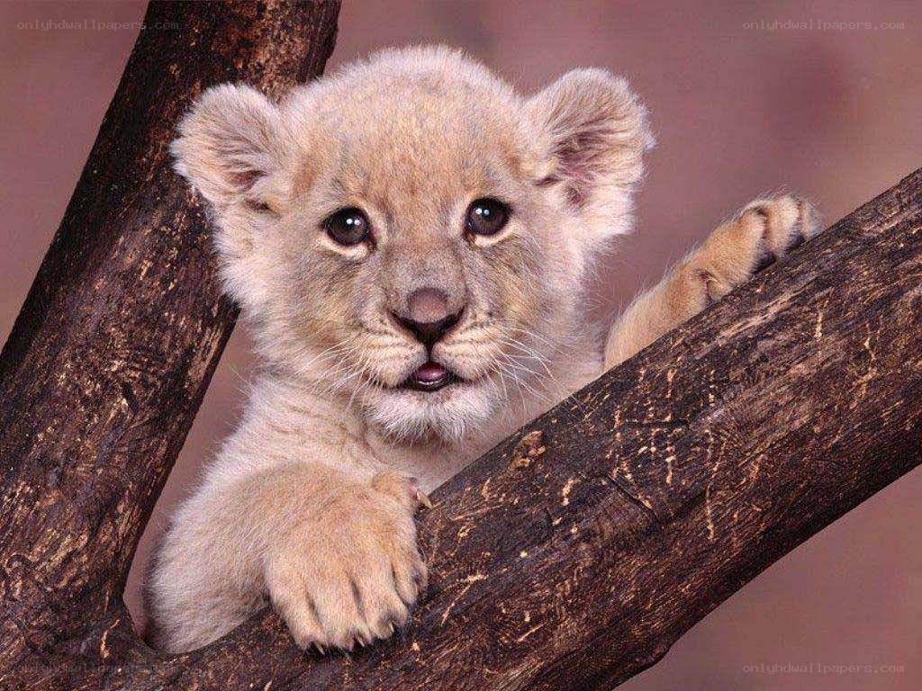 cute lion cub on a branch