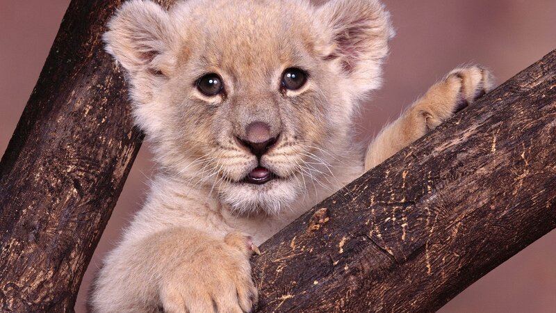 cute lion cub on a branch