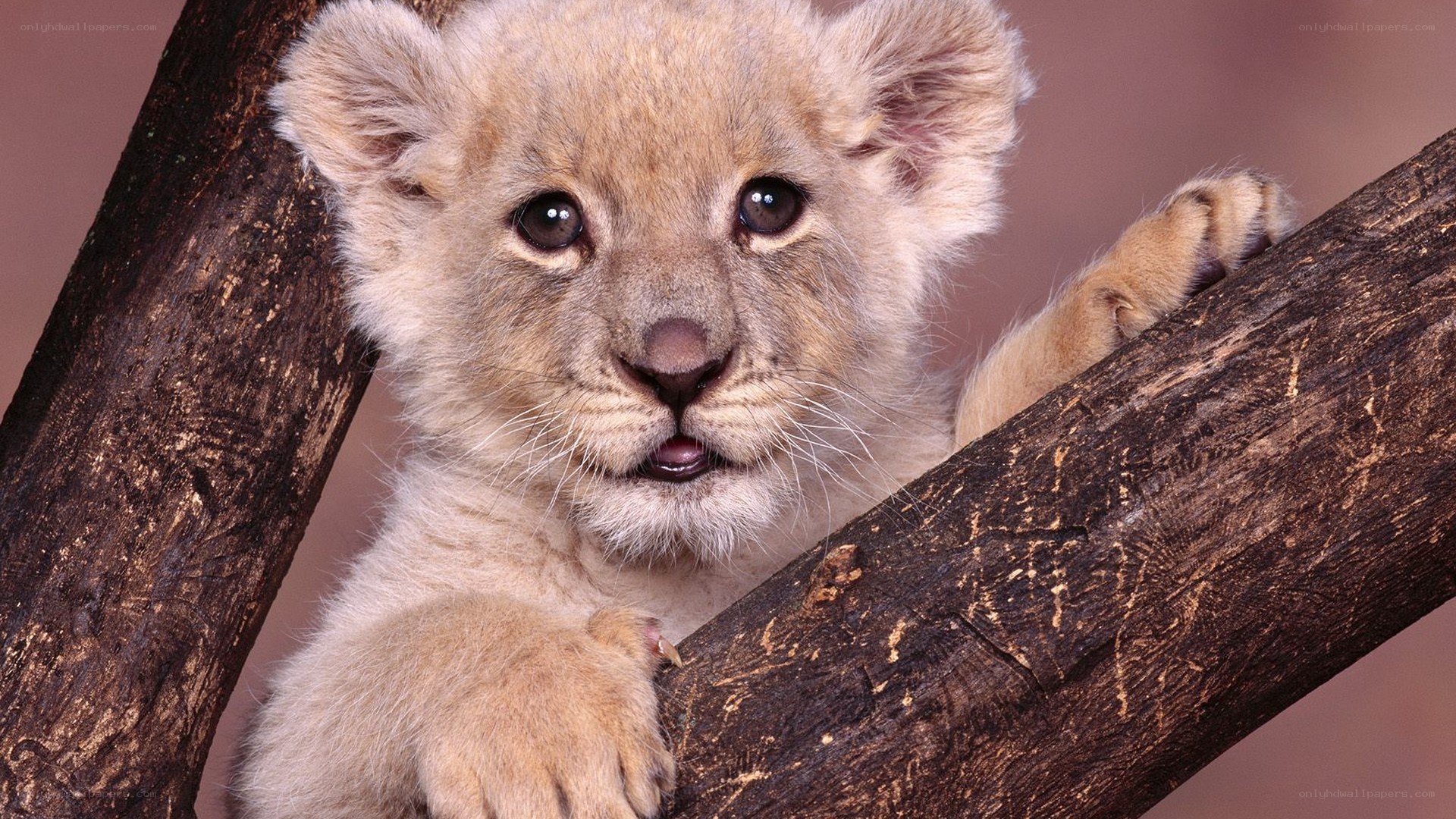 cute lion cub on a branch
