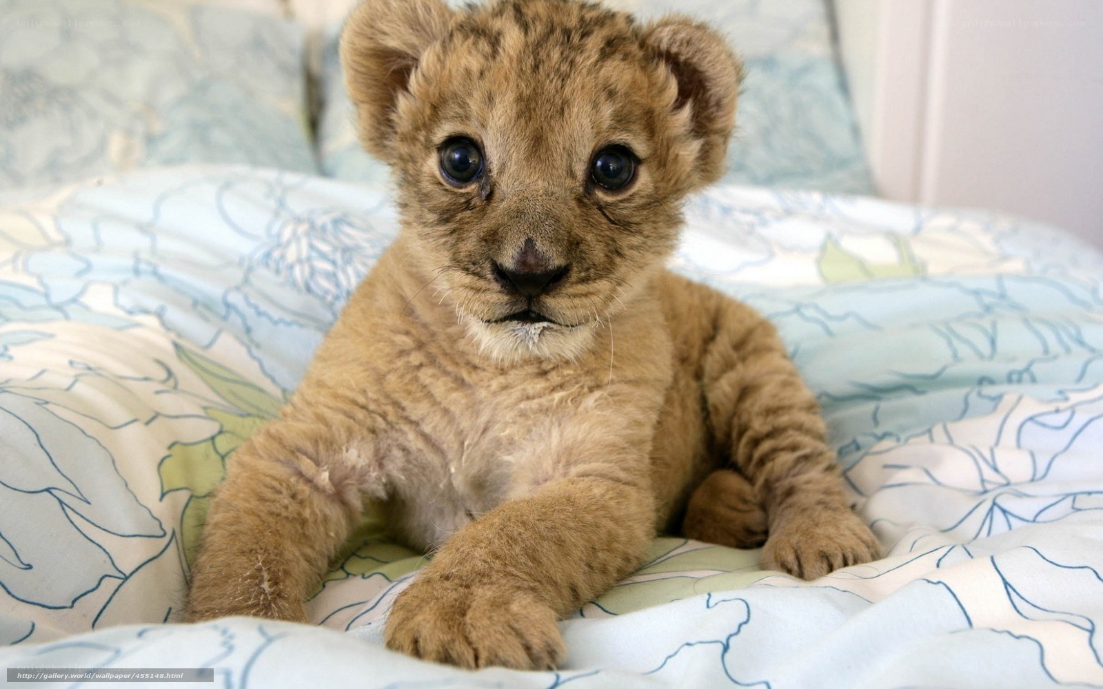 cute lion cub on bed