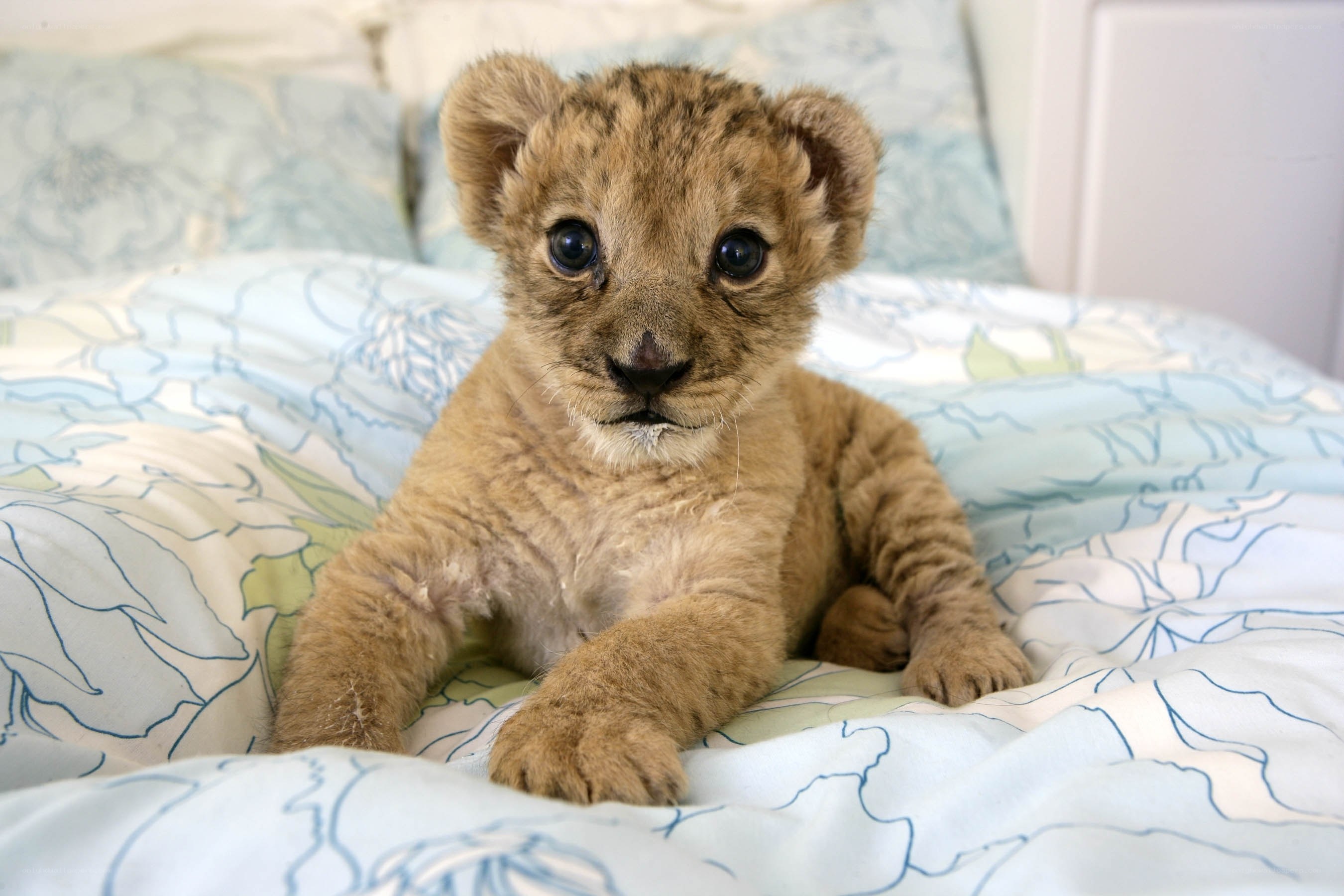 cute lion cub on bed